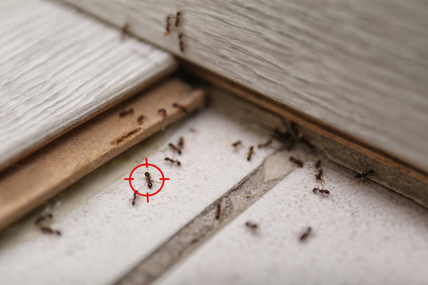 Best Cockroach Control Services  in Lugoff, SC