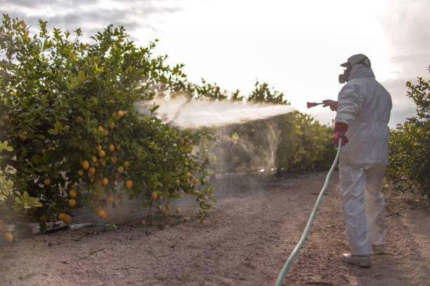 Wasp Removal Services in Lugoff, SC