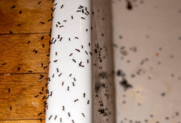 Best Emergency Pest Control  in Lugoff, SC